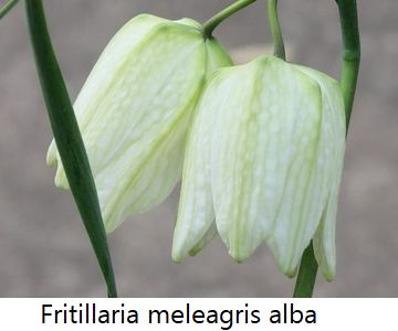 Fritillaria meleagris alba